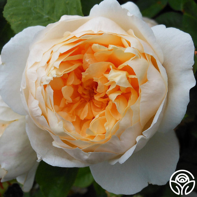 Chairty Roses Charity Rose - David Austin - Exceptionally Fragrant – Heirloom
