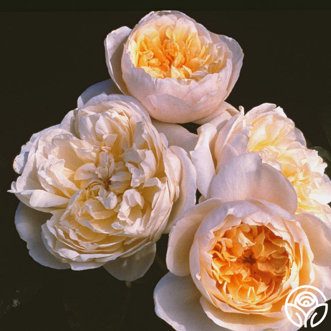 Chairty Roses Charity Rose - David Austin - Exceptionally Fragrant – Heirloom Roses