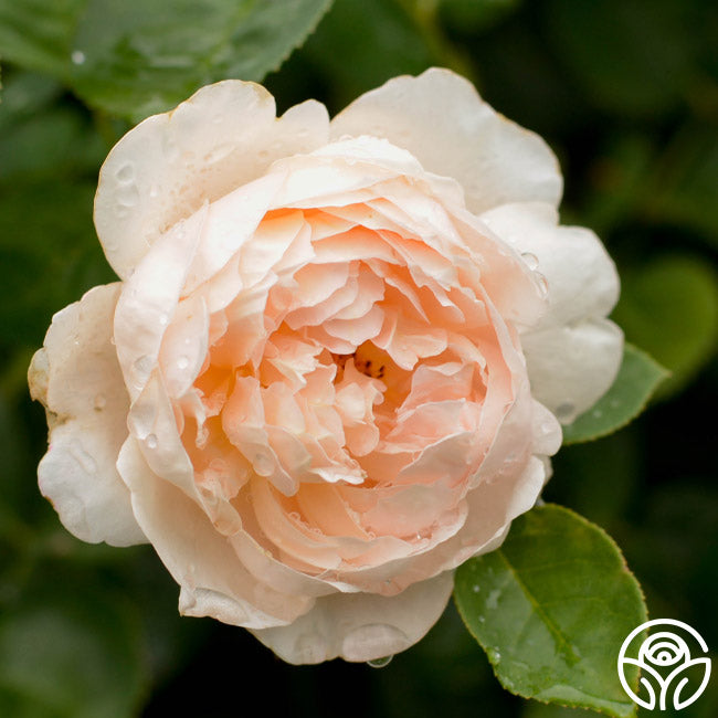 Chairty Roses Charity Rose - David Austin - Exceptionally Fragrant – Heirloom Roses