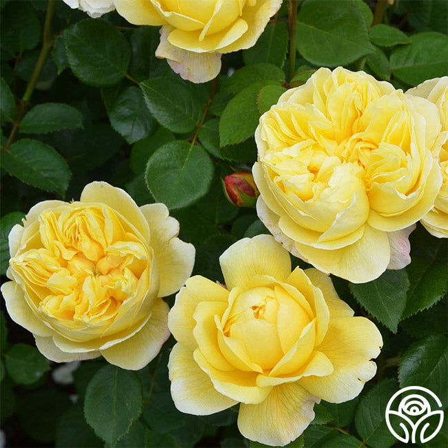 Heirloom Roses Charles Darwin Rose