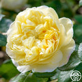 Yellow Rose