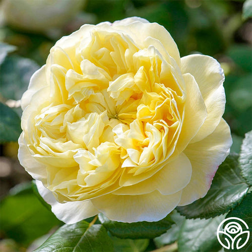 Yellow Rose