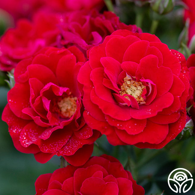 Star Roses Cherry Frost