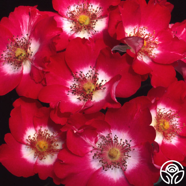 Cherry Meidiland Rose - Landscape - – Heirloom Roses