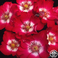Cherry Meidiland