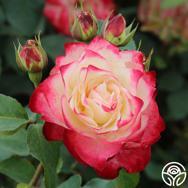 Cherry Parfait Rose - Grandiflora - Lightly Fragrant – Heirloom Roses