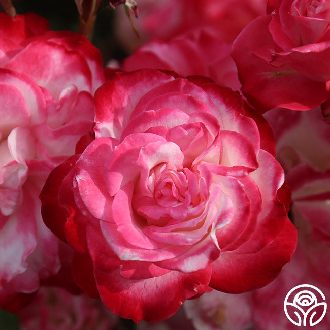 Cherry Parfait Rose - Grandiflora - Lightly Fragrant – Heirloom Roses