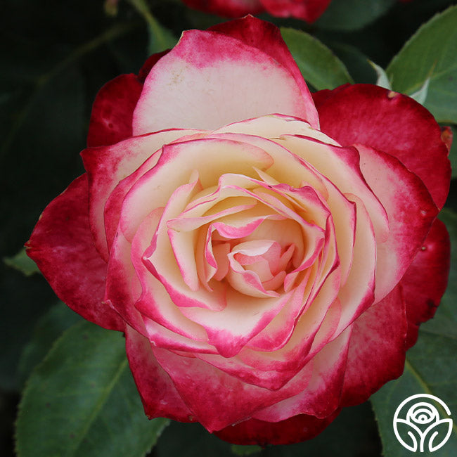 Heirloom Roses Cherry Parfait Rose - Thumbnail 3