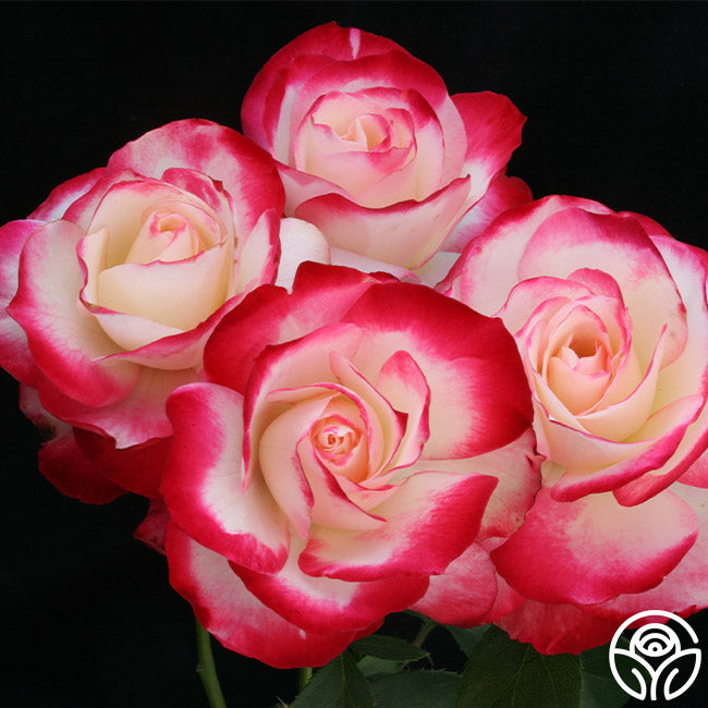 Cherry Parfait Rose - Grandiflora - Lightly Fragrant – Heirloom Roses