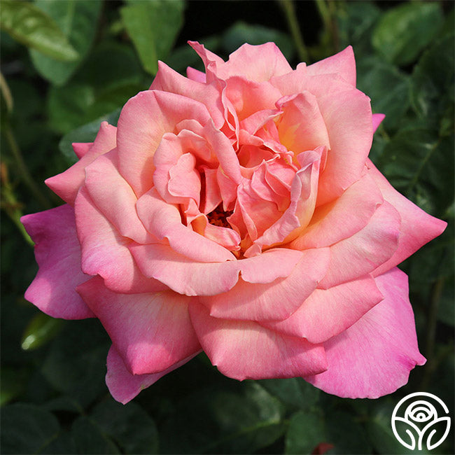 Chicago High Roses Chicago Peace Rose - Hybrid Tea - Moderately Fragrant – Heirloom Roses