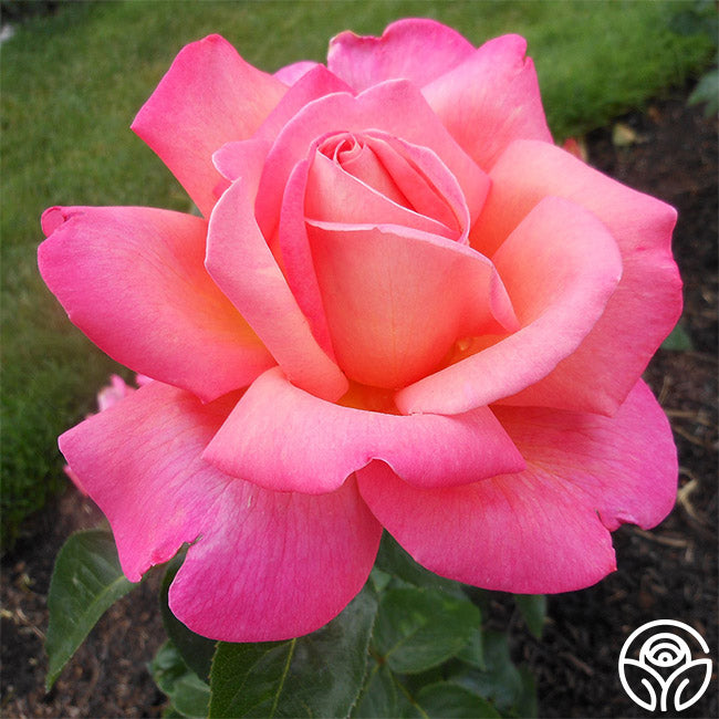 Chicago High Roses Chicago Peace Rose - Hybrid Tea - Moderately Fragrant – Heirloom Roses