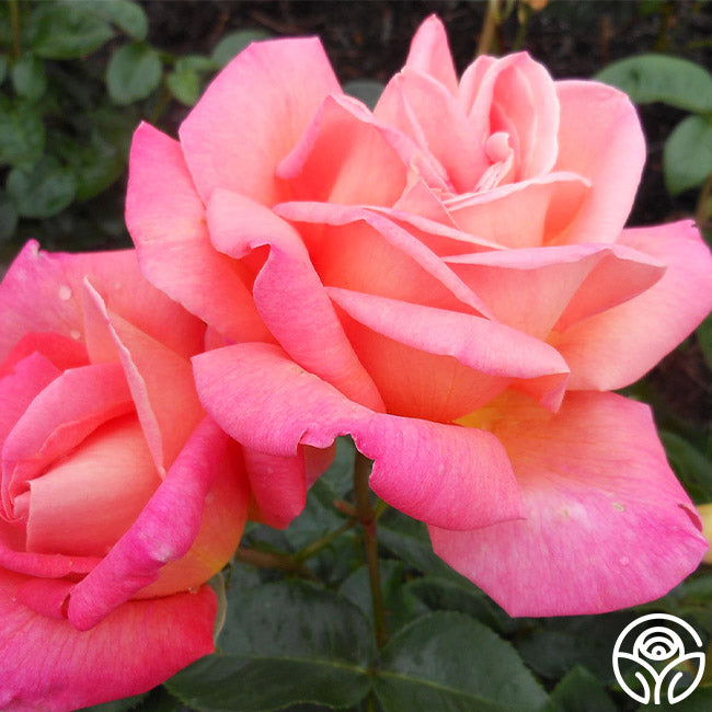 Chicago High Roses Chicago Peace Rose - Hybrid Tea - Moderately Fragrant – Heirloom Roses