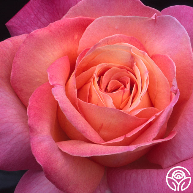 Chicago High Roses Chicago Peace Rose - Hybrid Tea - Moderately Fragrant – Heirloom Roses