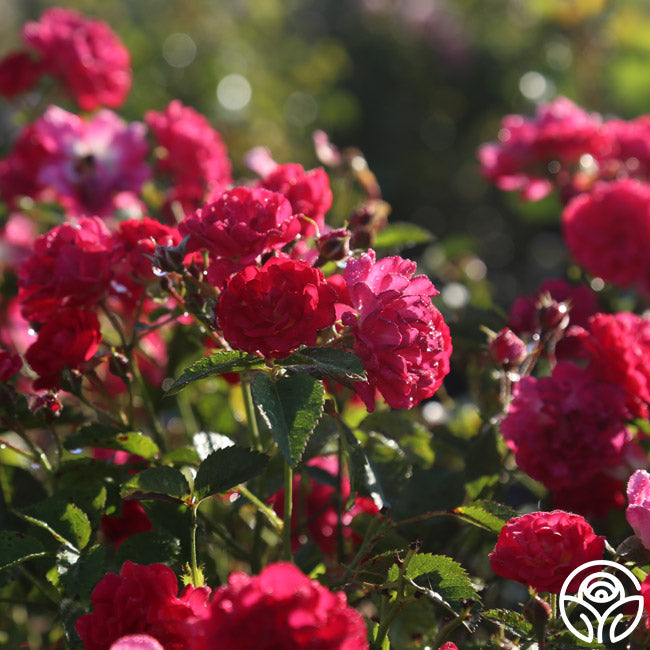 Children's Hope – Heirloom Roses