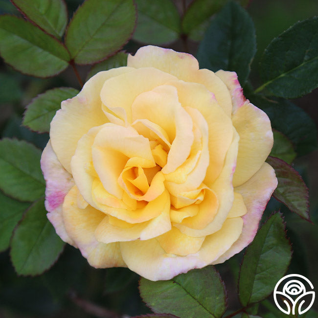 Chinatown Rose - Shrub - Moderately Fragrant – Heirloom Roses