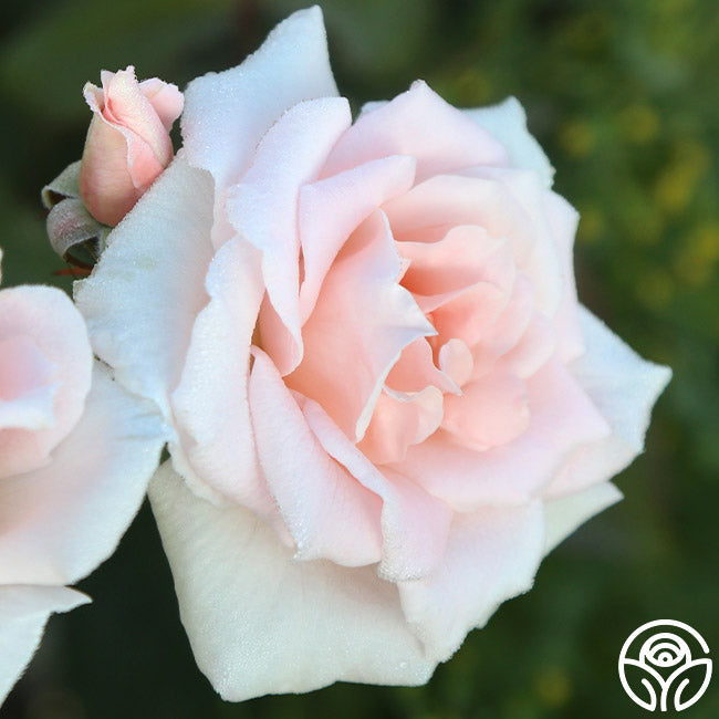 Chorale Hardy Rose | Pink Rose Bush – Heirloom Roses