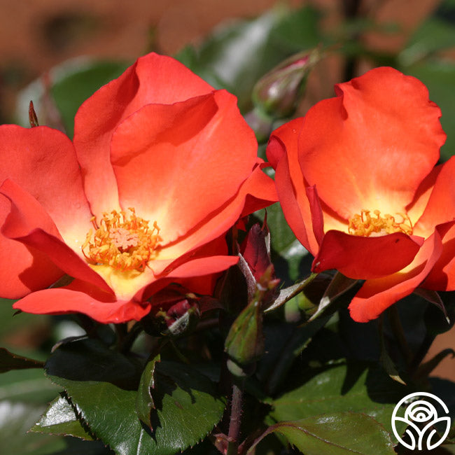 Crestation Roses Christine Rose - Climbing Roses - Lightly Fragrant – Heirloom Roses