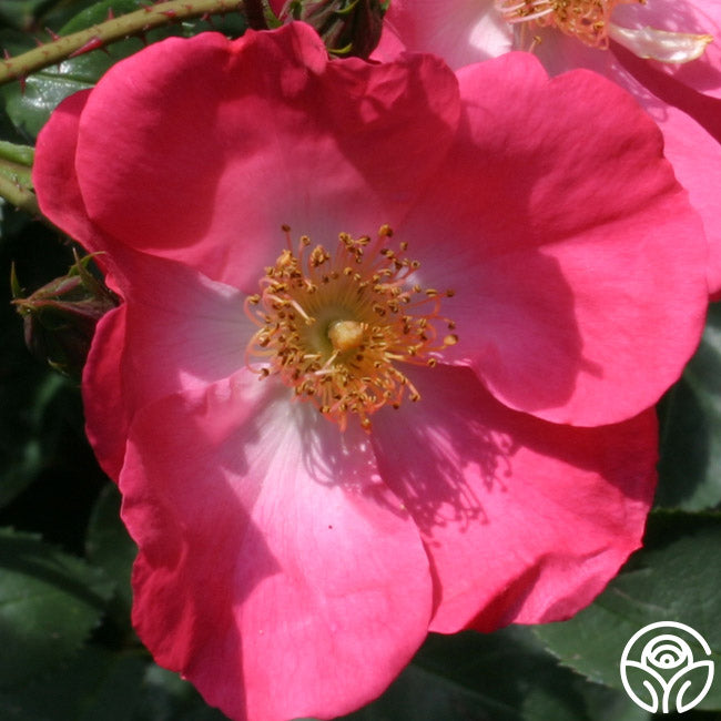 Chuckles Hardy Rose | Pink Rose Bush – Heirloom