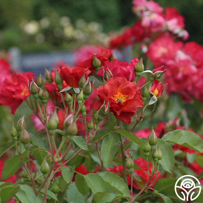 Weeks Roses Cinco de Mayo - Thumbnail 4