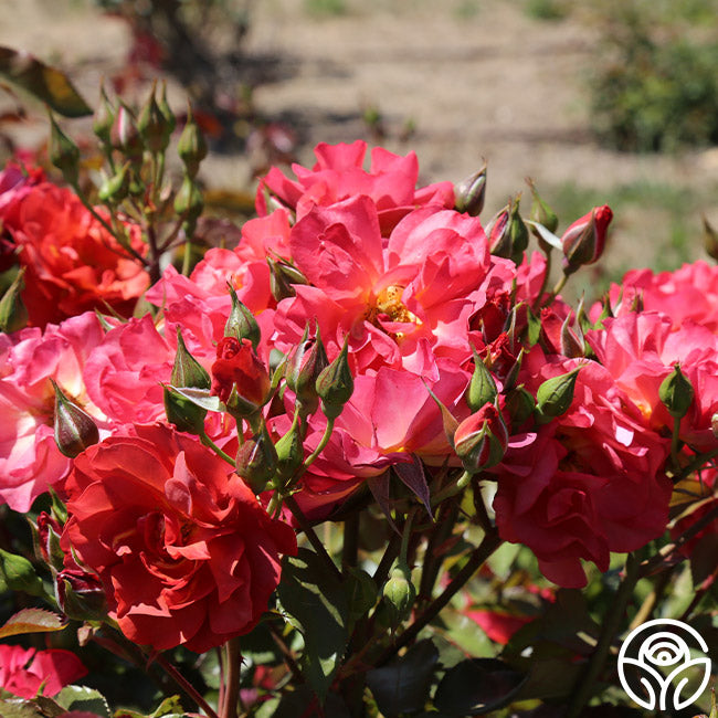 Cinco de Mayo Floribunda Rose | Colorful Rose Plant – Heirloom Roses