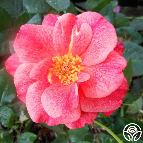 Cinnamon Spice | Colorful Hardy Rose Bush – Heirloom