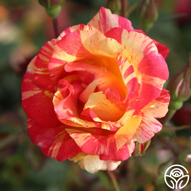 Citrus Splash™ – Heirloom Roses