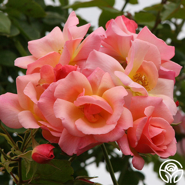 City Chic Roses City Girl™ | Pink Climbing Roses Rose Bush – Heirloom