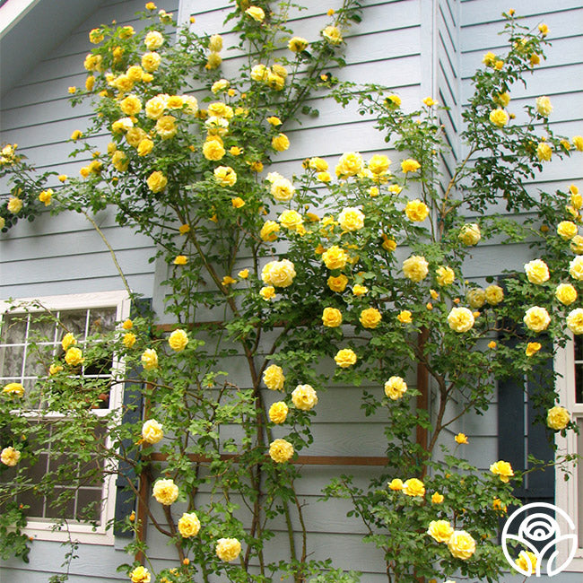 40 Seeds Rare Yellow Climbing Rose Fresh Seeds 40 Seeds Rare Yellow Climbing Rose Fresh Seeds