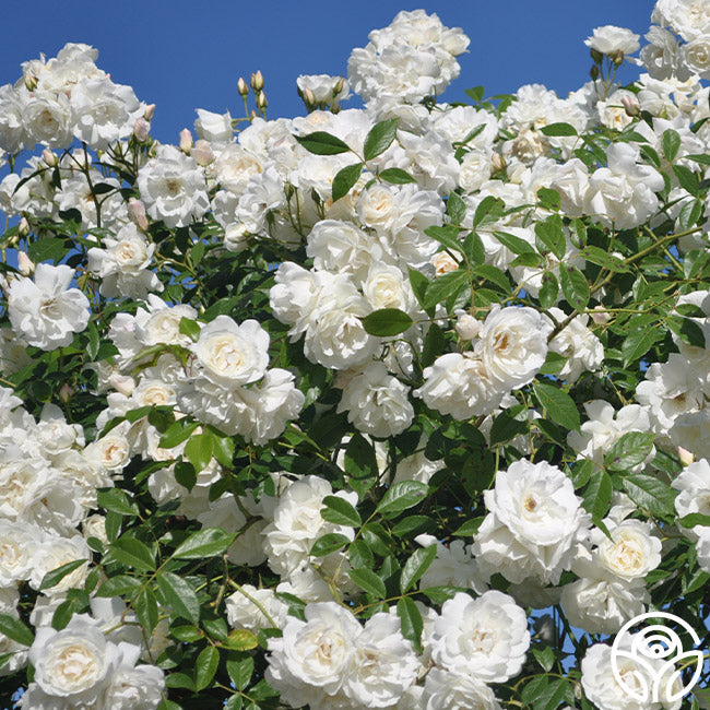 Iceberg Rose - Shrub - Lightly Fragrant – Heirloom Roses