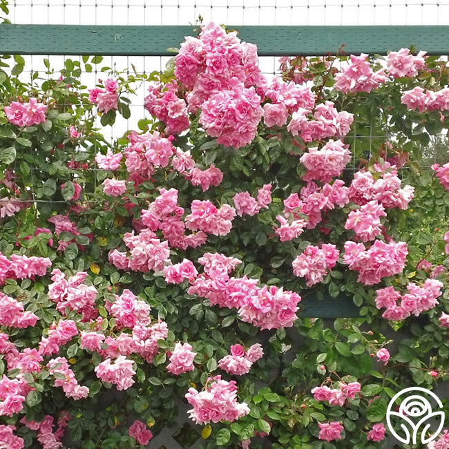 CL Pinkie Rose - Climbing Roses - Very Fragrant – Heirloom Roses