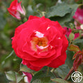 CL Winifred Coulter