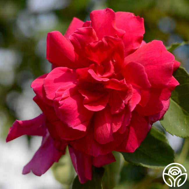Heirloom Roses Étoile de Hollande Rose