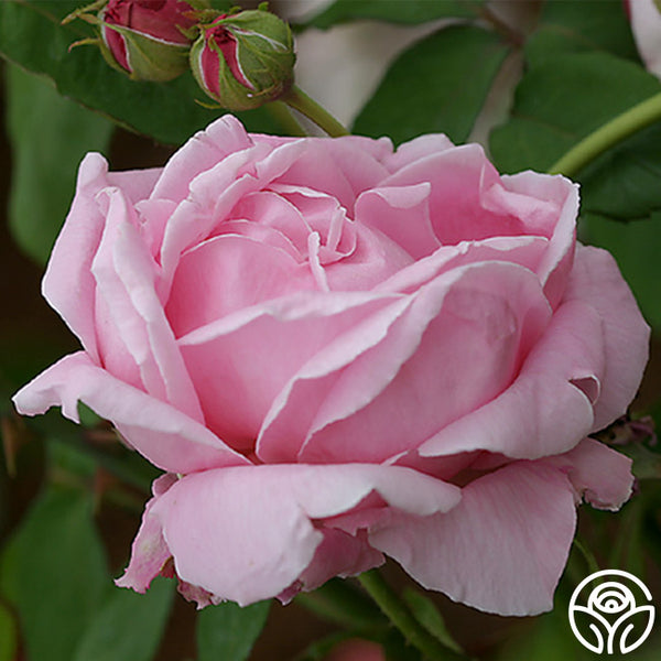 CL Mme Caroline Testout | Pink Climber Rose Bush – Heirloom