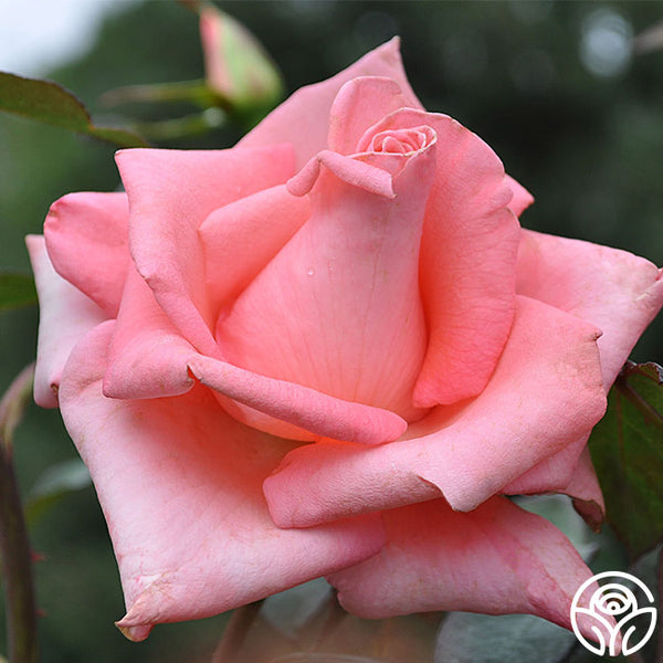 Cloud Nine Hybrid Tea Rose | Pink Rose Plant – Heirloom Roses