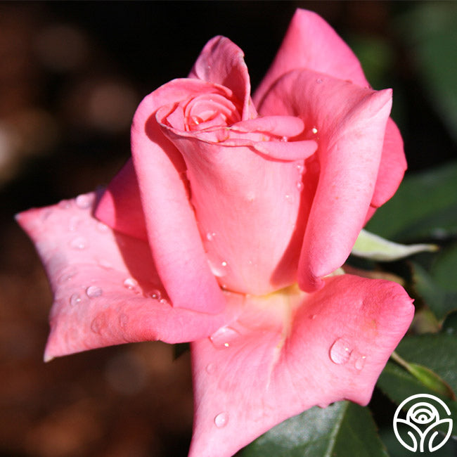 リーカ　PINK ROSE、MINT BLEND TEA リーカ PINK ROSE、MINT BLEND TEA リーカ PINK ROSE、MINT