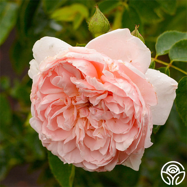 Colette Roes Colette Rose - Shrub - Moderately Fragrant – Heirloom Roses