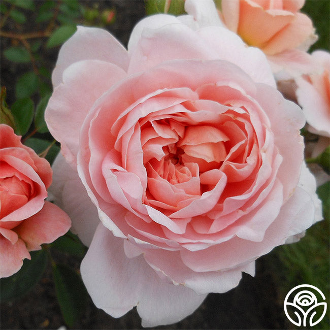 Coel Shrub Roses Colette Rose - Shrub - Moderately Fragrant – Heirloom Roses