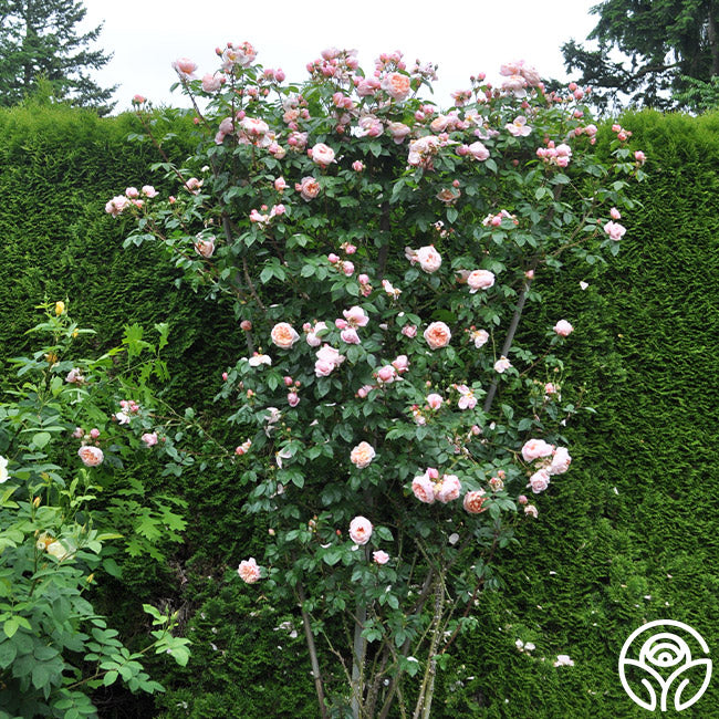 Colette Roes Colette Rose - Shrub - Moderately Fragrant – Heirloom Roses