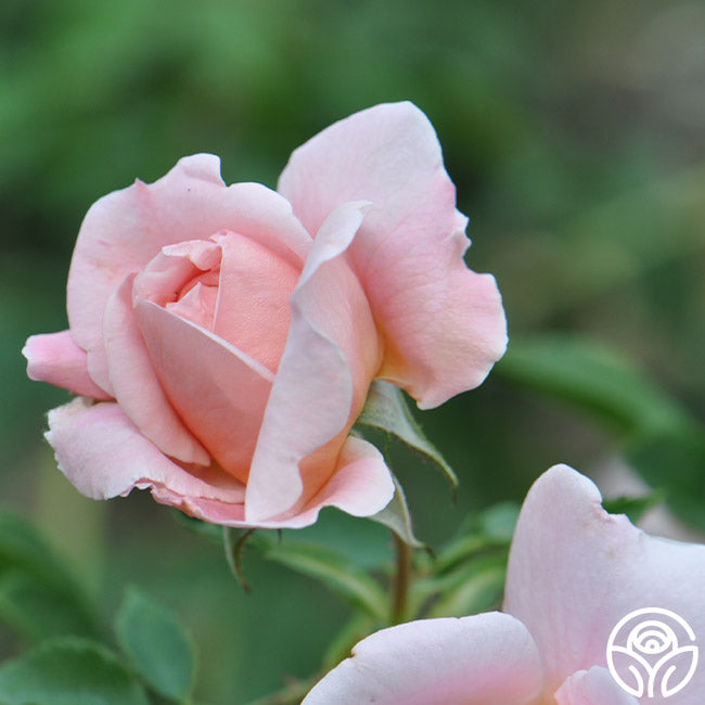 Colette Roes Colette Rose - Shrub - Moderately Fragrant – Heirloom Roses