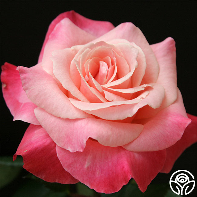 Color Magic Hybrid Tea Rose | Fragrant Rose Plant – Heirloom Roses