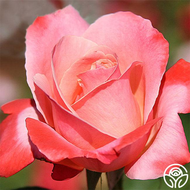 Color Magic Rose - Hybrid Tea - Very Fragrant – Heirloom Roses