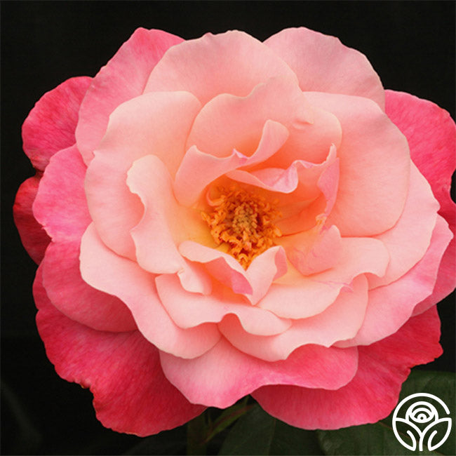 Color Magic Rose - Hybrid Tea - Very Fragrant – Heirloom Roses