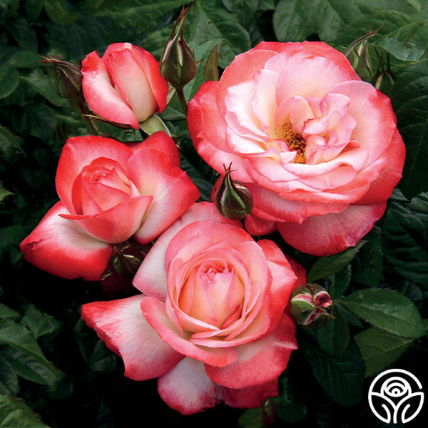 Coretta Scott King Grandiflora Rose | Colorful Rose Bush