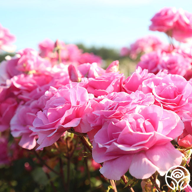 Country Song Roses Country Dancer Rose - Hardy - Very Fragrant – Heirloom Roses