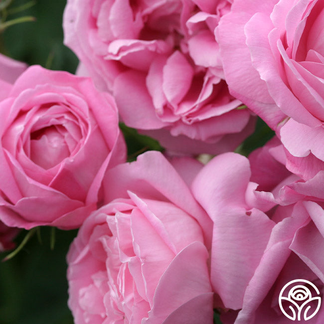 Heb Roses Coupe D' Hebe Rose - Bourbons - Very Fragrant – Heirloom Roses