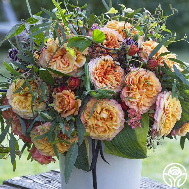 Sunbelt Crazy Love Grandiflora Rose | Orange Rose Plant – Heirloom
