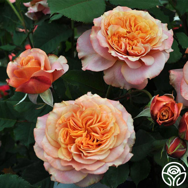 Sunbelt Crazy Love Grandiflora Rose | Orange Rose Plant – Heirloom