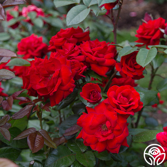 Crimson Bouquet