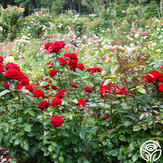 Crimson Bouquet