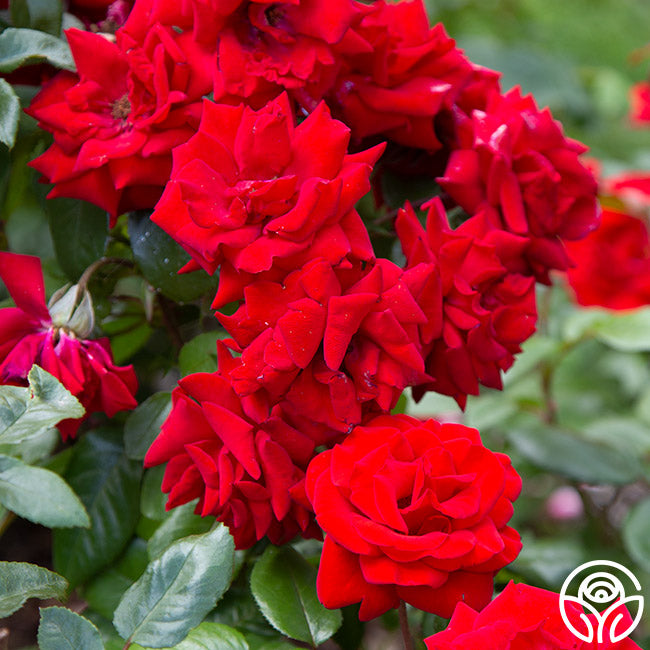 Crimson Bouquet